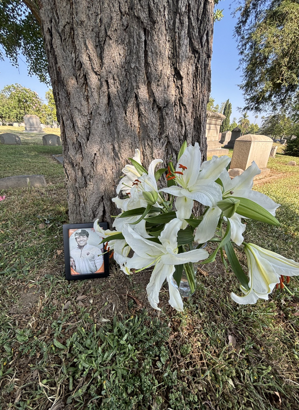 Memorial at a tree in a cemetery: a framed photograph of a young man and white lilies in a vase.